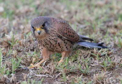 Tornfalk, ssp. canariensis