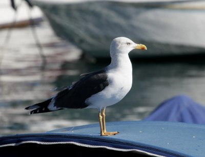 Medelhavstrut, ssp. atlantis