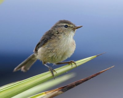 Kanariegransngare  canariensis