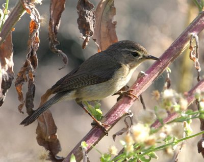 Kanariegransngare  canariensis