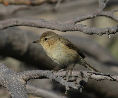 Kanariegransngare  canariensis