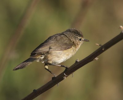 Kanariegransngare  canariensis