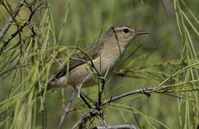 Kanariegransngare  canariensis