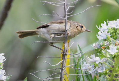 Kanariegransngare  canariensis