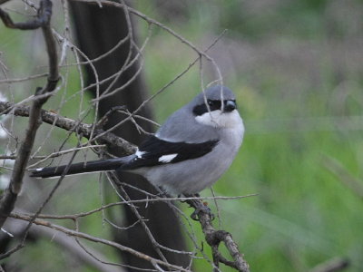 kenvarfgel, ssp. koenigi