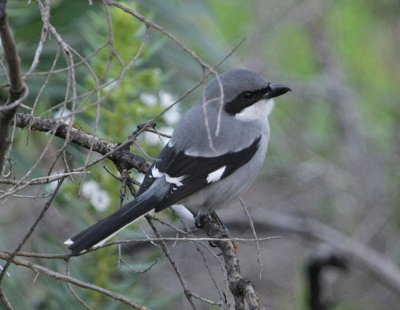 kenvarfgel, ssp. koenigi