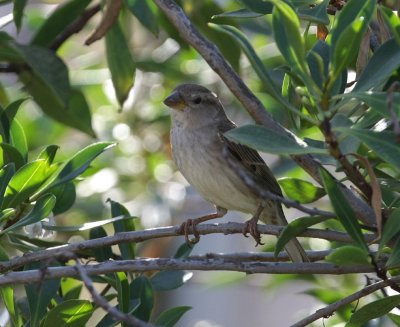 Spansk sparv, ssp. hispaniolensis, female