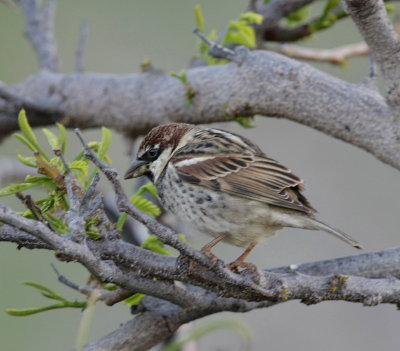 Spansk sparv, ssp. hispaniolensis, male