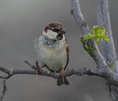 Spansk sparv, ssp. hispaniolensis, male