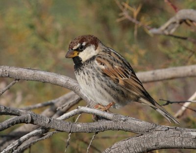 Spansk sparv, ssp. hispaniolensis, male