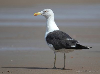 Silltrut, ssp. intermedius 