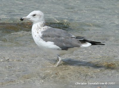 Heuglin's Gull