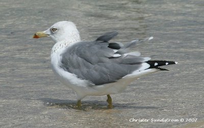 Heuglin's Gull