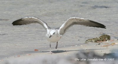 Heuglin's Gull