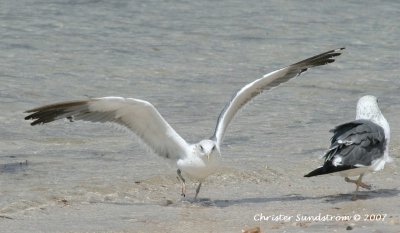 Heuglin's Gull