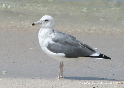 Heuglin's Gull