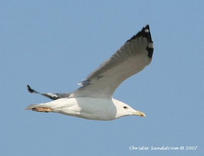 Heuglin's Gull