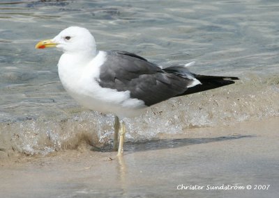 Heuglins Gull