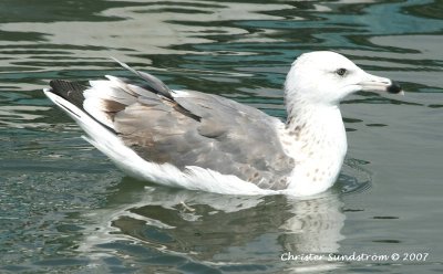 Heuglin's Gull