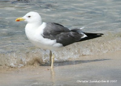 Heuglin's Gull