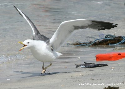 Heuglin's Gull