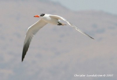 Caspian Tern