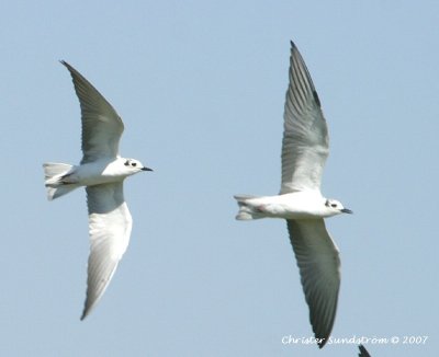 White-winged Black Tern