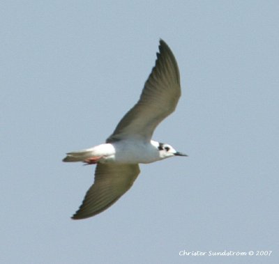 White-winged Black Tern