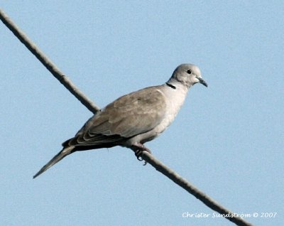 Eurasian Collared-Dove