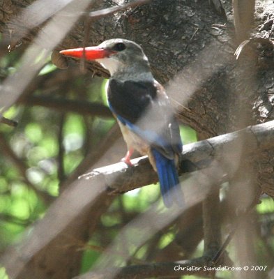 Grey-headed Kingfisher