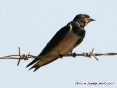 Barn Swallow