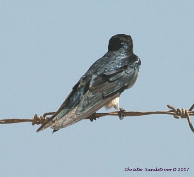 Barn Swallow