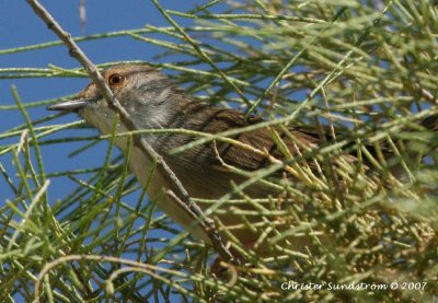 Graceful Prinia