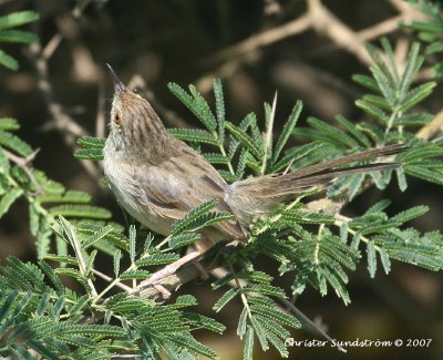 Graceful Prinia