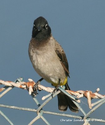 White-spectacled Bulbul