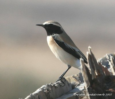 Desert Wheatear