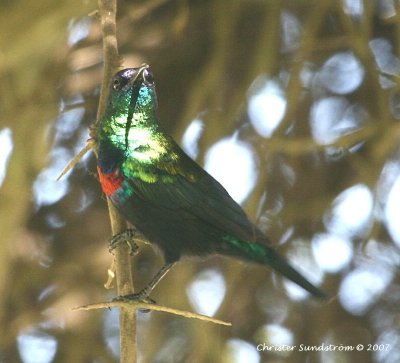 Shining Sunbird, Male