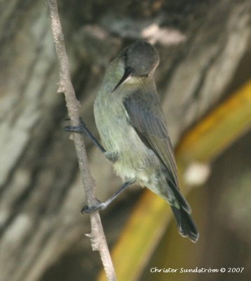 Shining Sunbird, Female