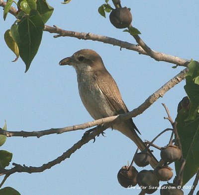 Turkestan Shrike