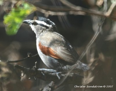 Black-crowned Tchagra