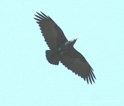 Fan-tailed Raven