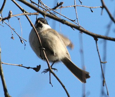 Marsh Tit