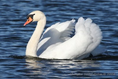 Mute Swan