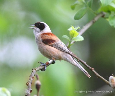 Eurasian Penduline-Tit