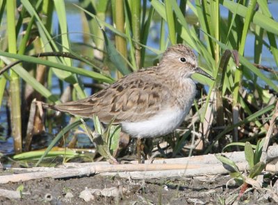 Temminck's Stint