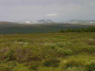 Dovrefjell_02.jpg