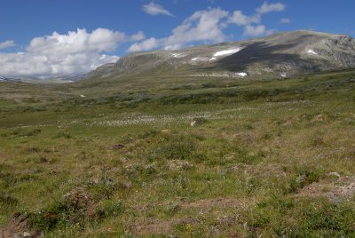 Dovrefjell_13.jpg