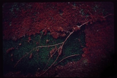 moss and vine