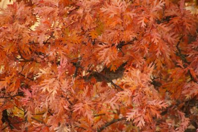 Leaves.JPG