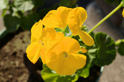 Flower-Red-to-Yellow.jpg